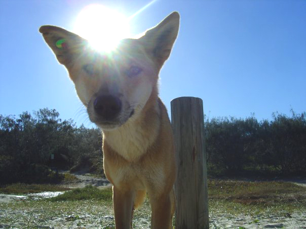 Fraser Island Wild Dingo