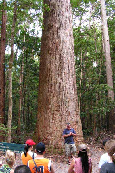 Satinay Tree - Fraser Island