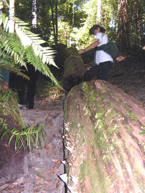 Experience the Stunning Pile Valley Walk - Fraser Island