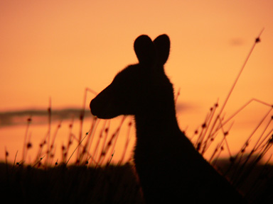 Kangaroo-Sunset