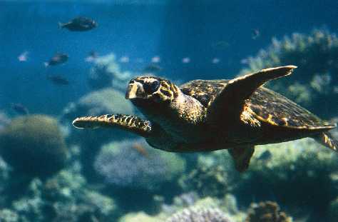 Snorkel with the turtles at the Great Barrier Reef