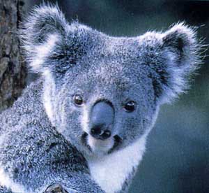 Wild Koala