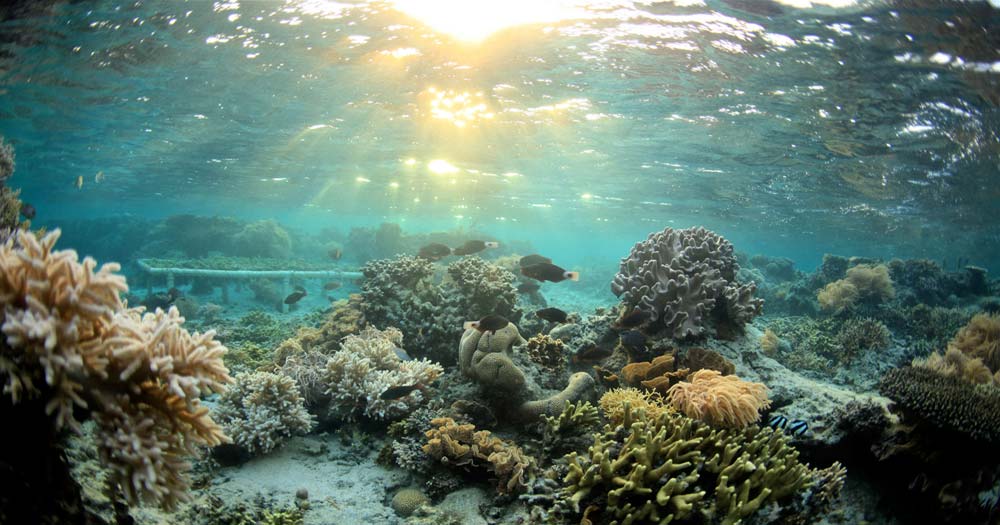 Underwater Reef Activities